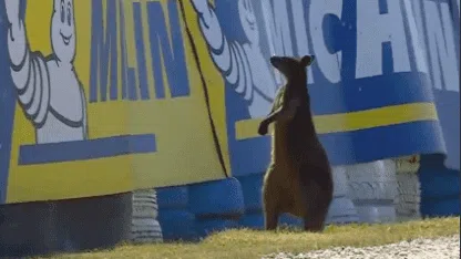 Un canguro apareci&oacute; en la pista y provoc&oacute; una bandera roja en MotoGP
