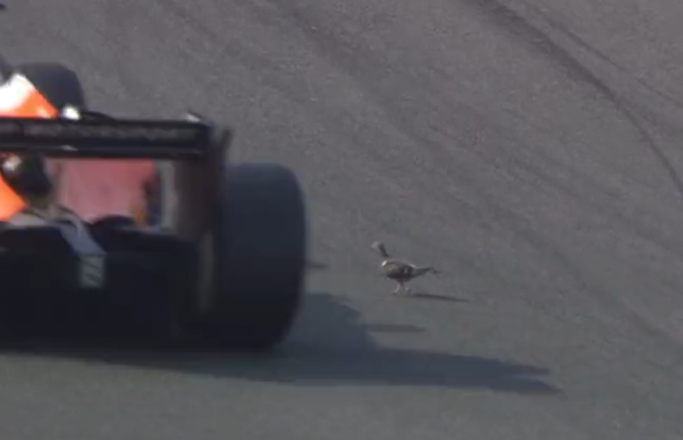 VIDEO: la paloma corajuda que cruzó la pista en Zandvoort durante la F2 VIDEO: la paloma corajuda que cruzó la pista en Zandvoort durante la F2