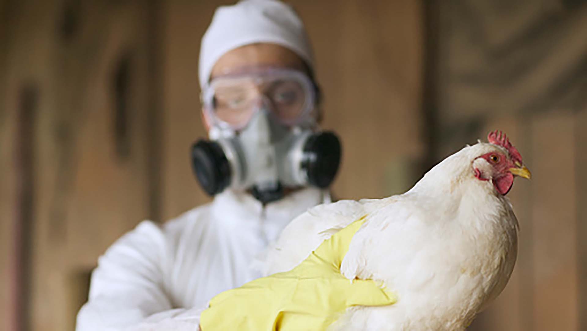 Gripe aviar: Japón sacrificó a casi de 10 millones de aves para evitar la propagación de la enfermedad Gripe aviar: Japón sacrificó a casi de 10 millones de aves para evitar la propagación de la enfermedad