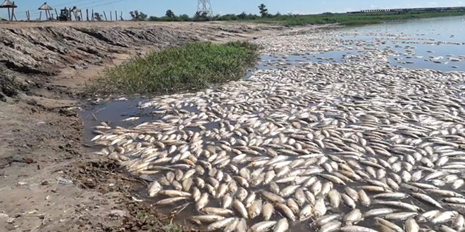 Video: a causa de la sequía, aparecieron muertos miles de peces en una costa de Santa Fe Video: a causa de la sequía, aparecieron muertos miles de peces en una costa de Santa Fe