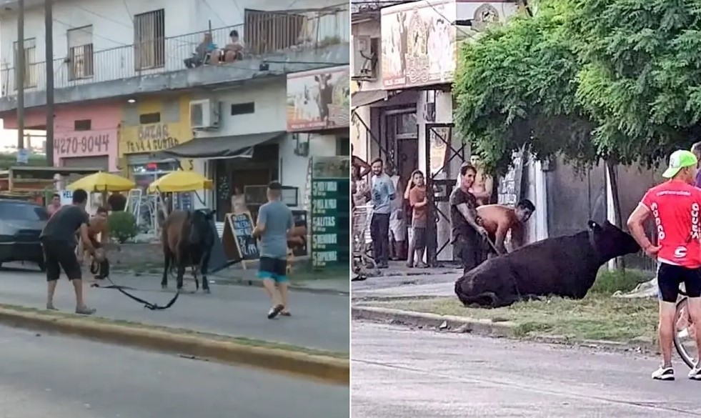 Horror: vecinos de Quilmes saquean camiones con ganado y faenan vacas en la calle
