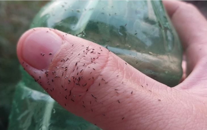 Invasi&oacute;n de Trips en CABA y Buenos Aires: &iquest;c&oacute;mo combatir la presencia de una nueva especie?