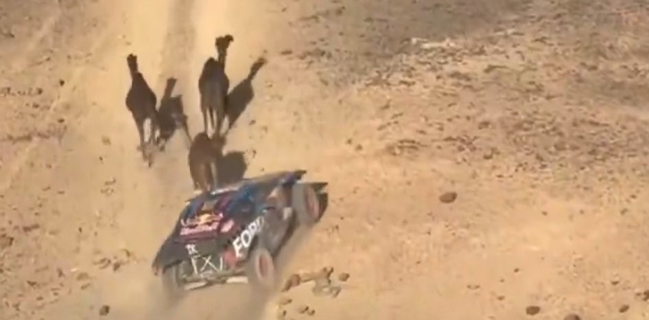 Dakar 2025: ¡Insólito! Un reconocido piloto casi atropella a un grupo de camellos en la Etapa de 48 Horas Dakar 2025: ¡Insólito! Un reconocido piloto casi atropella a un grupo de camellos en la Etapa de 48 Horas
