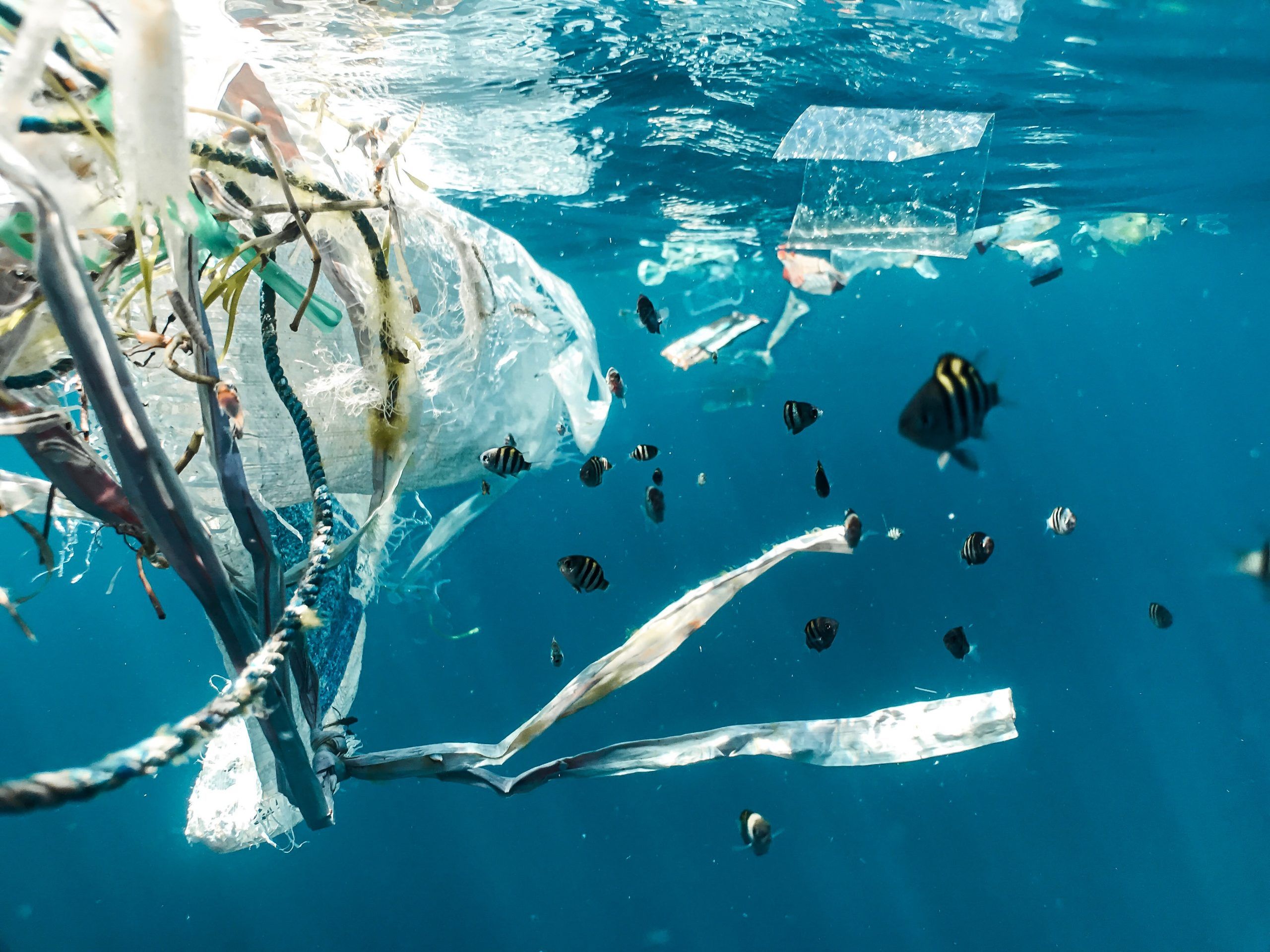 Oc&eacute;anos en crisis tecnol&oacute;gica: robots, sensores e inteligencia artificial contra el deterioro marino