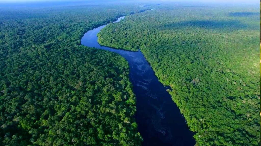 Amazonia bajo vigilancia satelital: la tecnología que monitorea incendios y deforestación en tiempo real Amazonia bajo vigilancia satelital: la tecnología que monitorea incendios y deforestación en tiempo real